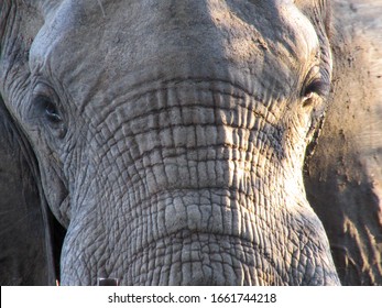 Close up of elephant head 