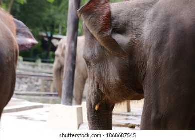 close up of elephant head