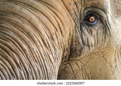 close up of an elephant head