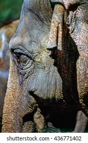 Close up of a elephant head