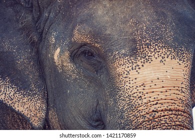 close up elephant head from side view face