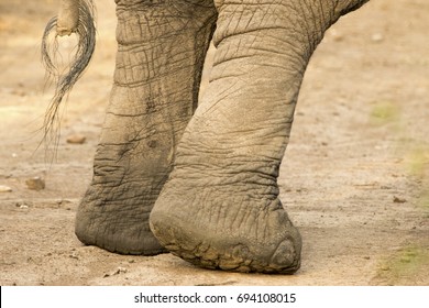 Close Up Of Elephant Hind Legs And Tail