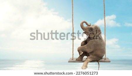 Close up of an Elephant sitting on a swing above water. Concept of  freedom and happiness.
