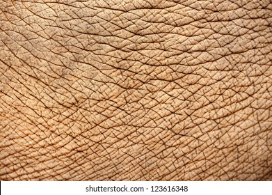 Close Up Of Elephant Skin