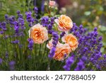 Close up of Elizabeth Stuart rose blooming in summer garden. Orange multi-petal flowers grow on shrub by lavender. Massad selection