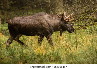 moose tail