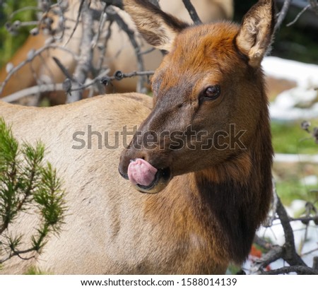Close up of an elk cow face while she's licking her lips from an afternoon snack.