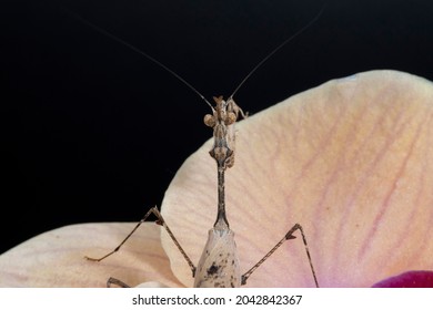 A Close Up Of The Elongated Torso Of A Cryptic Praying Mantis