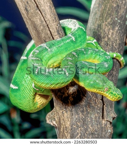 Close up of emerald tree boa curled in tree