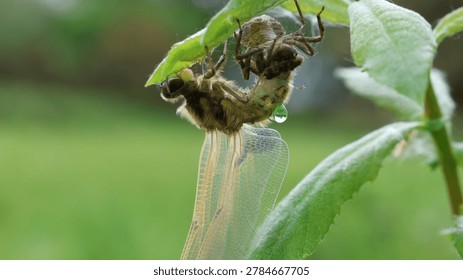 A close up of a emerging dragonfly