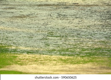 Close Of Empty Cricket Pitch Texture