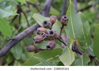 Close Up Of Empty Gum Nut Still Attached To The Tree