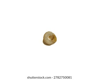 Close up of an empty patterned brown snail shell isolated on a white background.