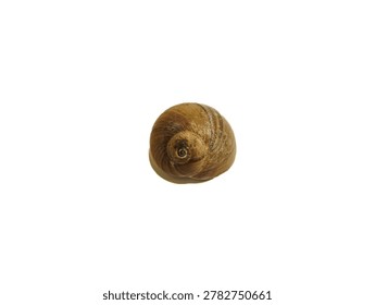 Close up of an empty patterned brown snail shell isolated on a white background.