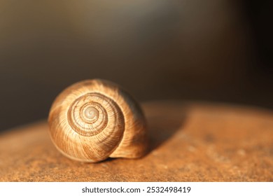 close up of an empty snail