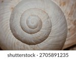 close up of empty snail shell