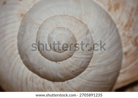close up of empty snail shell