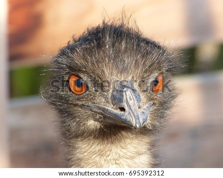 Close up of an emu