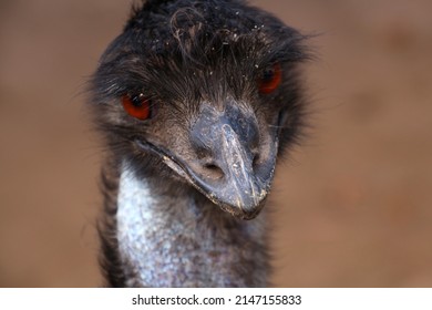 Close Up Of An Emu, Australia  