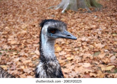 close up of an emu looking into camera