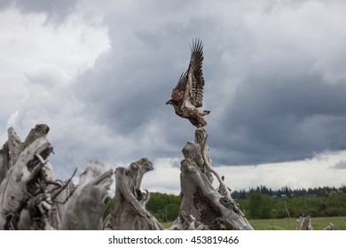 Close Encounter Bald Eagle Flying Alaska