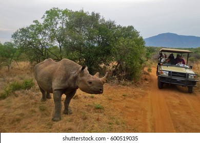 Up Close Encounter With A Black Rhino On Safari In South Africa.