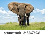 Close encounter with a bull elephant from a boat. African elephant showing dominant behaviour at the Chobe River between Botswana and Namibia in the green season.