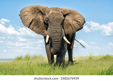 Close encounter with a bull elephant from a boat. African elephant showing dominant behaviour at the Chobe River between Botswana and Namibia in the green season.