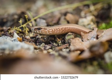 Close up encounter with fragile brown and beige legless lizard, a slowworm, laying down on a stony ground.