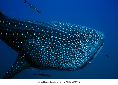 Close Encounter With A Giant Whale Shark