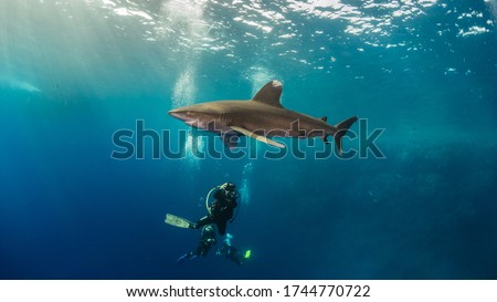 close encounter with oceanic white tip with scuba diver , Brother island Egypt - big brother