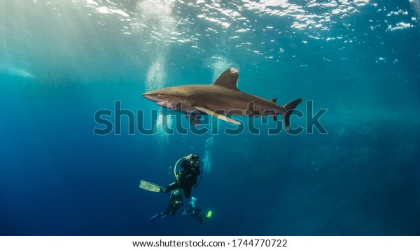 close encounter with oceanic white\
tip with scuba diver , Brother island Egypt - big\
brother