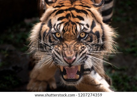 Close up encounter with Sumatran Tiger