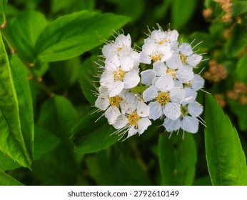 A Close Encounter with the Tiny Florets of a Spiraea Bush