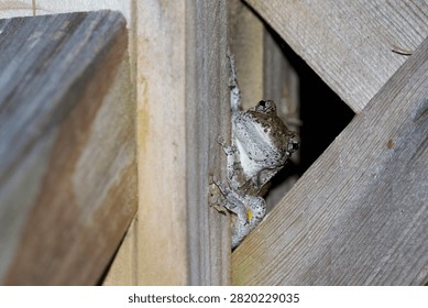 Close encounter with a tree frog.