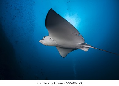 Eagle Ray Maldives Stock Photos Images Photography Shutterstock