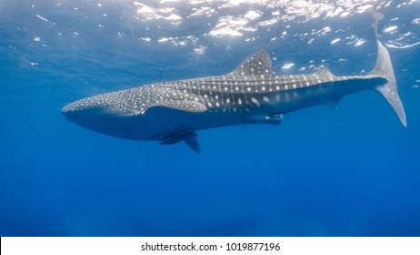 Close encounter with a wild whaleshark (Rhincodon typus) swimming at the surface