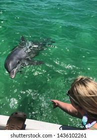 Close Encounters With The Dolphin In The Gulf Of Mexico