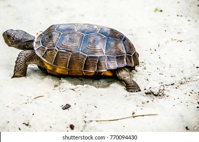 607 Florida gopher tortoise Images, Stock Photos & Vectors | Shutterstock