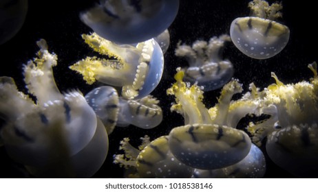 81 Cassiopeia jellyfishes Images, Stock Photos & Vectors | Shutterstock