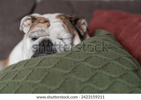 Close Up of English Bulldog Sleeping on a Green Cable Knit Pillow