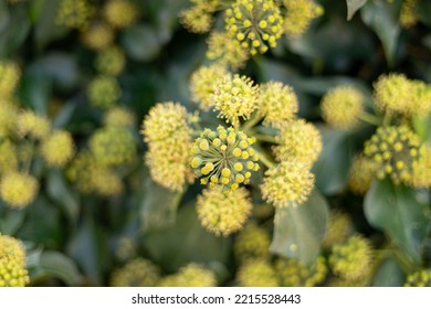 Close Up Of English Ivy Plant Flower Buds And Blooms