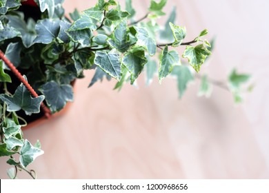 Close Up English Ivy Plant Vine And Leaves