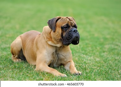 Close English Mastiff dog  in green summer grass