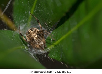 Close up of Eoscona Domiciliorum, the spotted orbweaver or redfemured spotted orbweaver.