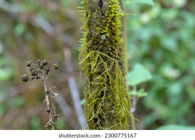 Close up of Epiphyte ferns and moss growing on tree branches in a forest at the Galapagos Islands, Ecuador. Background blurred or out of focus - Shutterstock ID 2300775167