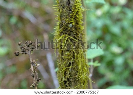 Close up of Epiphyte ferns and moss growing on tree branches in a forest at the Galapagos Islands, Ecuador. Background blurred or out of focus