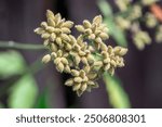 Close up of erect hedgeparsley (Torilis japonica) fruits