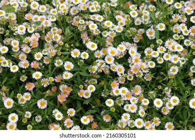 Close Up Erigeron Karvinskianus, The Mexican Fleabane, Seen In Natural Light In The Garden UK.