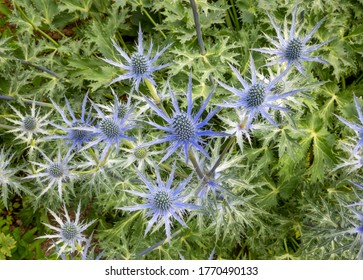 Close Up ERYNGIUM X Zabelii 'Big Blue', Sea Holly, Blue Flowers Overhead With Green Leaves In Background